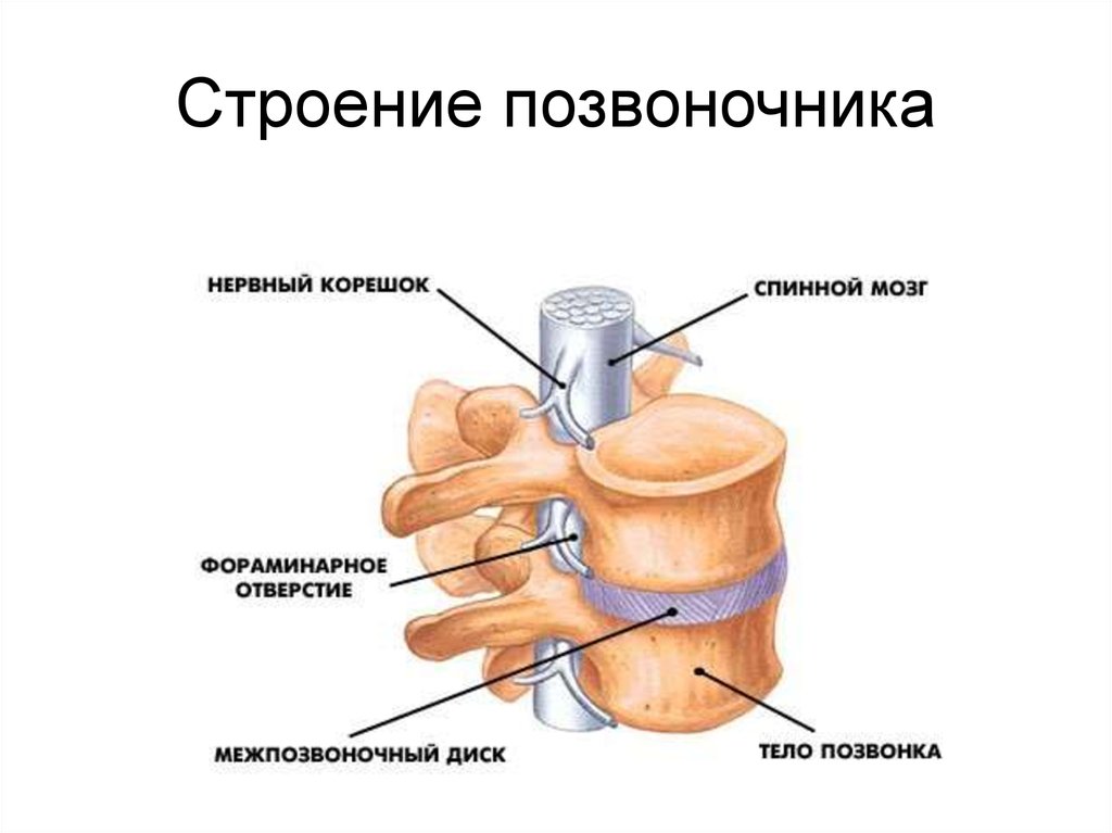 Межпозвоночная грыжа шейного отдела лечение мануальной терапией thumbnail